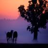 images/thumbsgallery/Anders_Geidemark_11.jpg