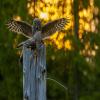 images/thumbsgallery/Anders_Geidemark_4.jpg