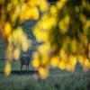 images/thumbsgallery/Anders_Geidemark_6.jpg